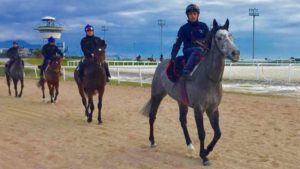 Chevaux s'entraînant sur les pistes de Cagnes