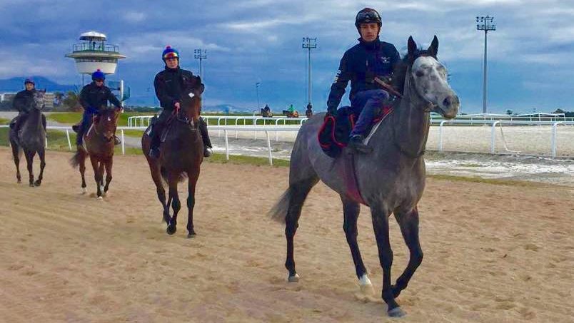 Chevaux s'entraînant sur les pistes de Cagnes