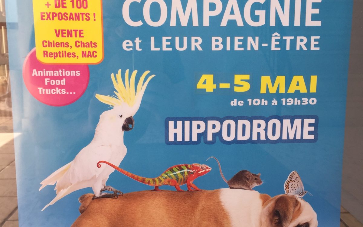 Affiche du salon des animaux avec un chien et un perroquet sur le dos